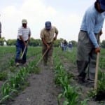 Campesinos trabajando