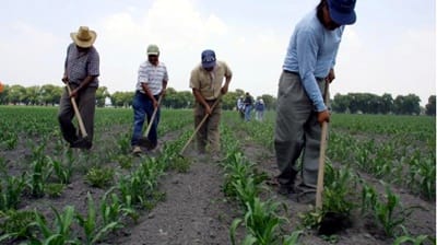 Campesinos trabajando