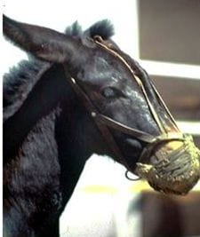 burro burro