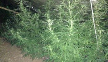 marihuana.jpg
