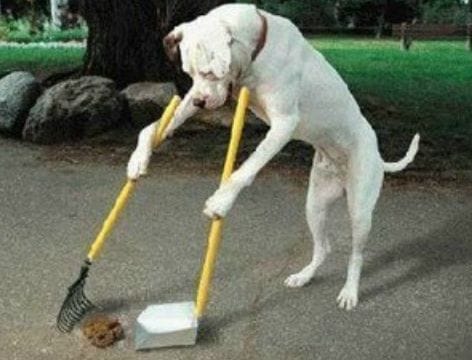 perro perro