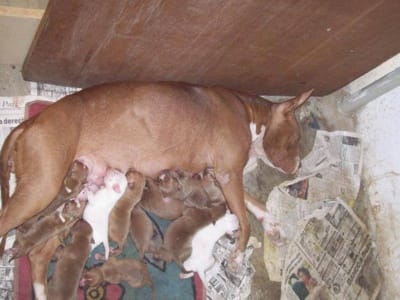 PITBULL PITBULL