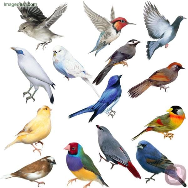 aves-de-colores aves-de-colores