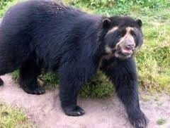 oso 1