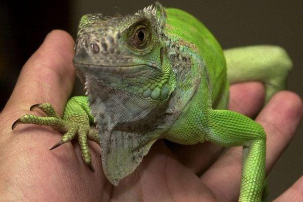 5ca6c7iguanap.jpg