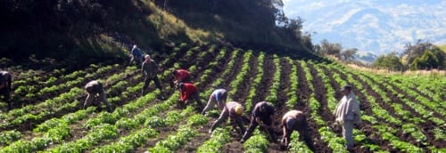 Agricultura.jpg