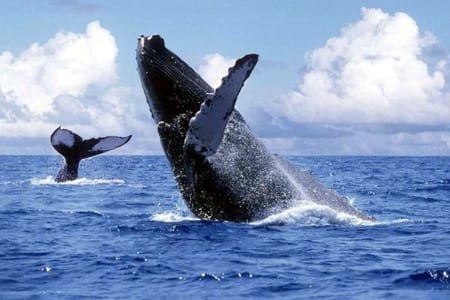 Avistamiento-de-Ballenas-en-el-Pacífico-Colombiano.jpg