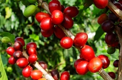 Caficultores-del-Cauca.jpg