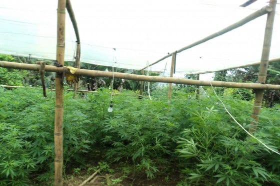 CultivoMarihuana_ImagenTomadaInternet CultivoMarihuana_ImagenTomadaInternet