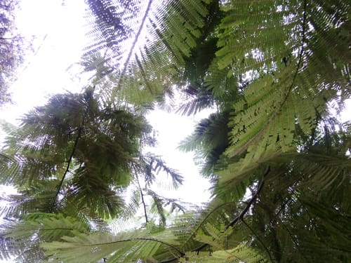 Bosque Bosque