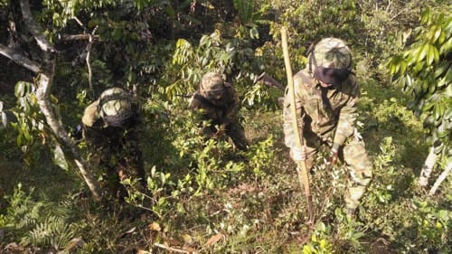 SEMILLEROS-DE-COCA-EN-MORALES-CAUCA.jpg