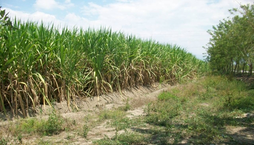 Cañaduzal-Guachené-Padilla.jpg