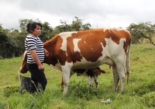 Lecheros-del-Cauca.jpg