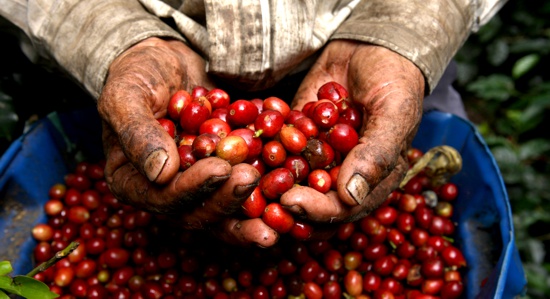 Dignidad-Cafetera-iría-a-paro.jpg