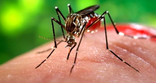 Chikungunya-Colombia1.jpg