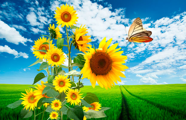 Girasol