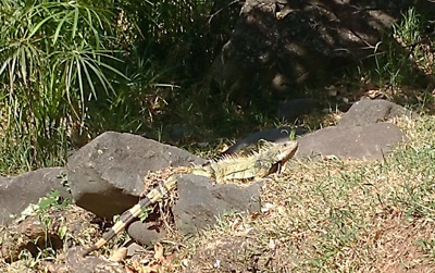 Iguana-Cali-Valle.jpg