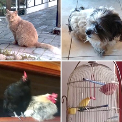 Su gato Lucho, la gallinaTina y el gallo Kiko, su perrita Dalila y Pim-pim el canario1 Su gato Lucho, la gallinaTina y el gallo Kiko, su perrita Dalila y Pim-pim el canario1