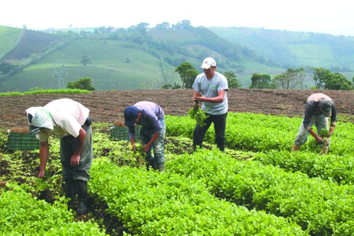 activdad-agropecuaria-en-Colombia.jpg