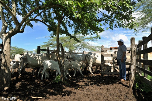 Ganado-finca.jpg