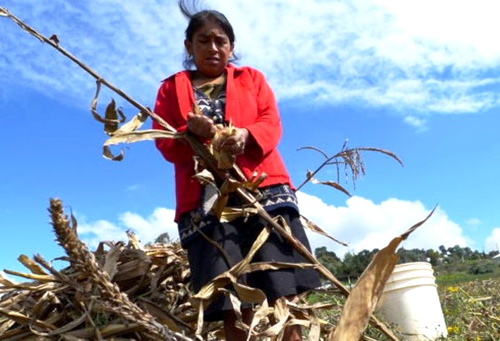 Lucha-frontal-contra-la-pobreza-en-el-campo-MinAgricultura1.jpg