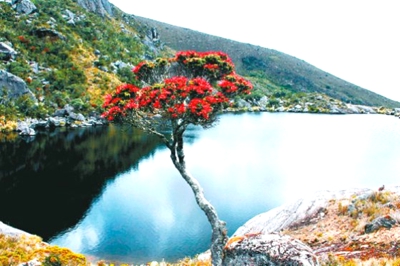 Medio-Ambiente-Colombia-Flora-y-Fauna.jpg