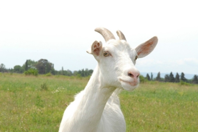 A-la-sombra-de-la-cabra.jpg