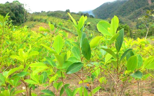 Cultivos-de-coca-acaban-con-el-bosque-coca.jpg