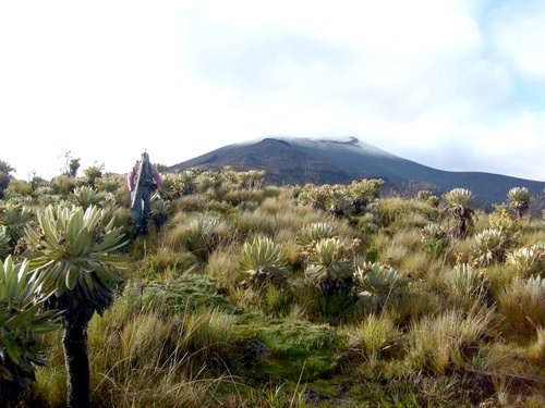 Páramo de Puracé - Cauca