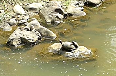 Tortuga con hijo en el río Cali Tortuga con hijo en el río Cali