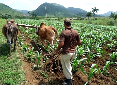 El-campo.jpg