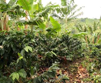 Se-vende-finca-en-Piendamó.jpg