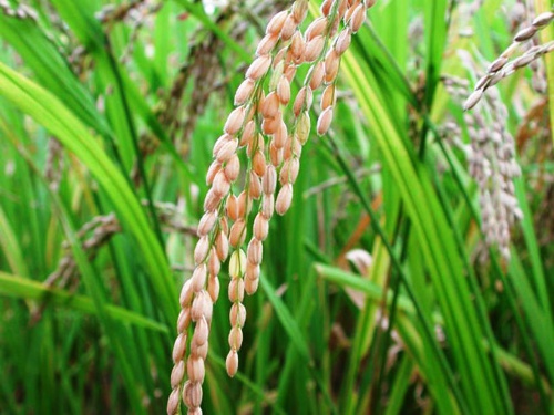 Arroz.jpg