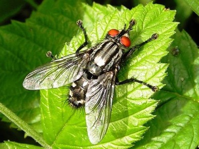 Insectos-mosca.jpg