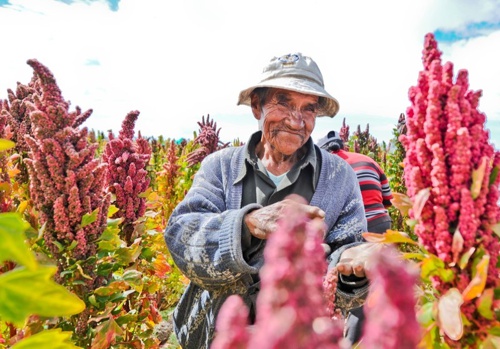Productores-de-Quinua-en-el-Cauca.jpg