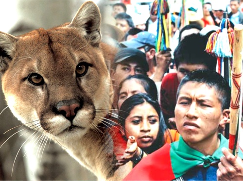 Qué-les-pasa-a-los-pueblos-indígenas-del-Cauca-puma.jpg