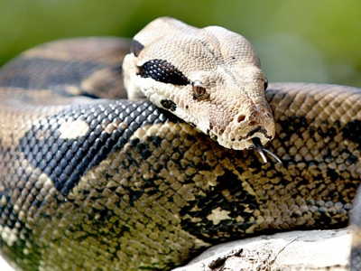 Boa - serpiente Boa - serpiente