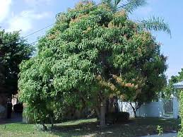 arbol mango