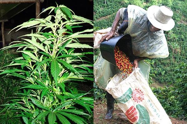caracol marihuana