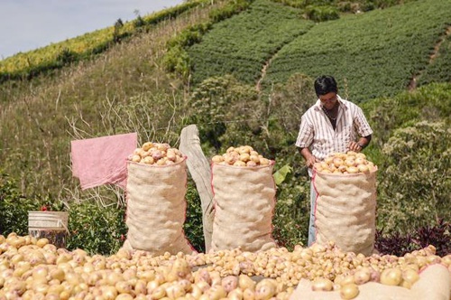 Con-6-mil-millones-promueven-consumo-de-papa-en-Colombia.jpg