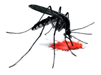 Dengue.jpg