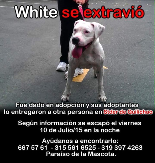 Se-extravió-perro-Pitbull-de-nombre-White-en-el-norte-del-Cauca.jpg