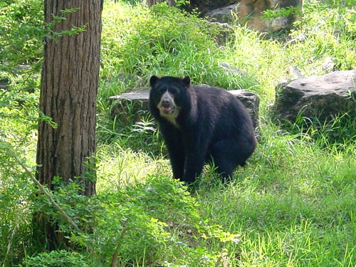 oso-andino.jpg