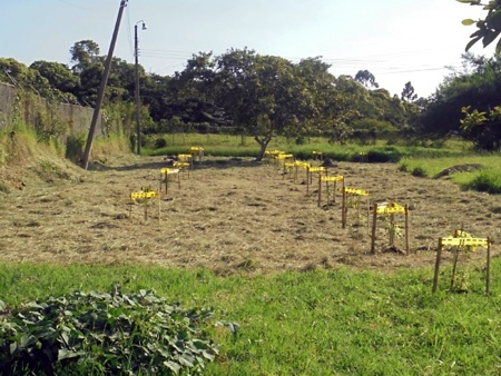 Compensación forestal se realizará en Popayán - Movilidad Futura S.A.S.