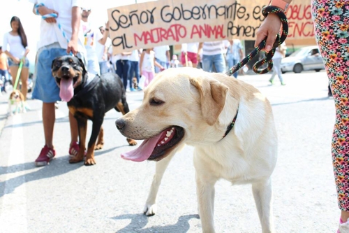 Marcha animal 2