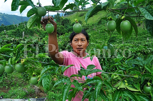 PIB-y-exportaciones-del-Cauca-crecen-por-encima-de-los-actuales-registros-del-país.jpg