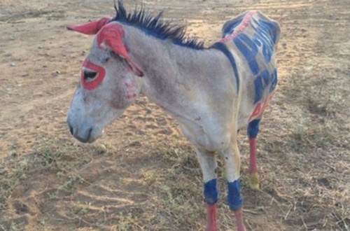 burro-en-la-guajira.jpg