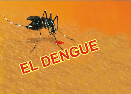dengue7.jpg