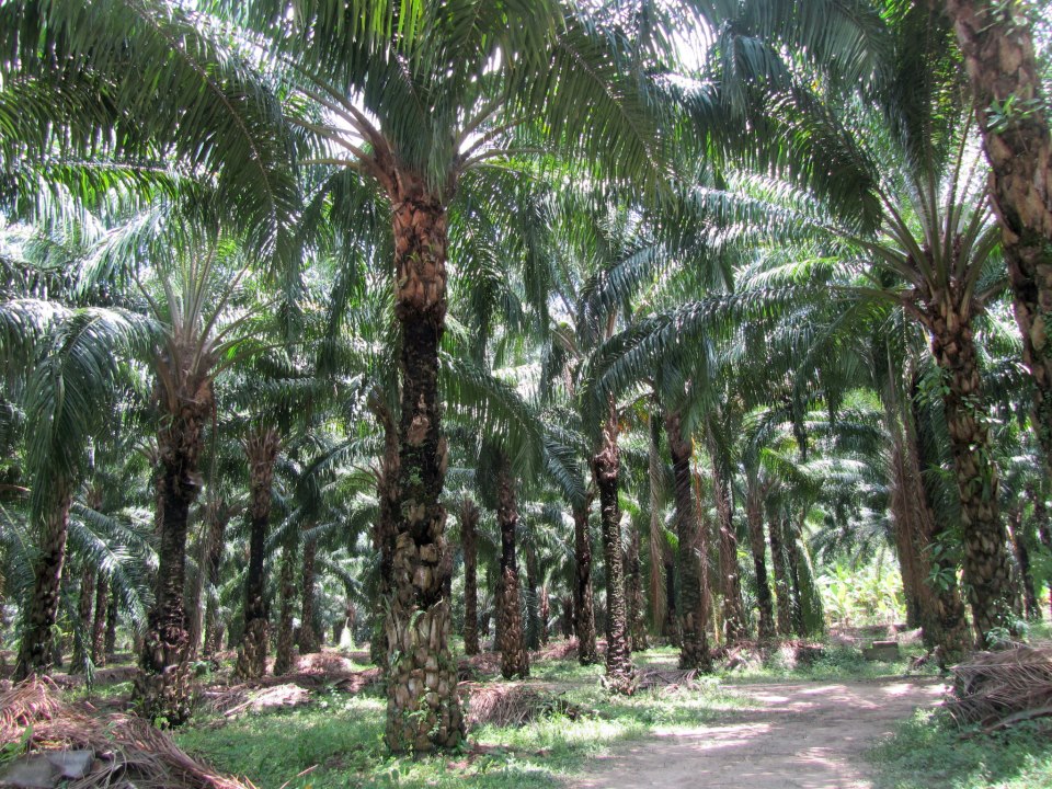 palma-africana palma-africana