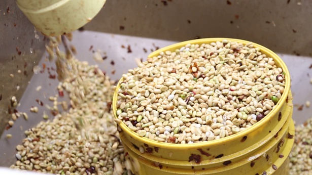 Caficultura-caucana-Café.jpg